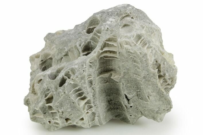 Silurian Dolostone w/ Sparkling Fossil Coral (Fletcheria) - Ohio #362638